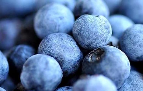 孕妇能吃蓝莓吗