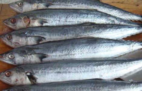 鲅鱼的营养价值 鲅鱼的营养价值及功效与禁忌