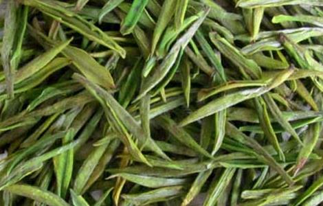 安吉白茶的功效与作用 安吉白茶的功效与作用适合什么季节喝