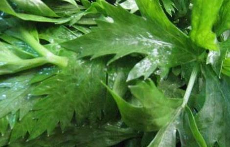 芹菜叶子能吃吗 哺乳期芹菜叶子能吃吗