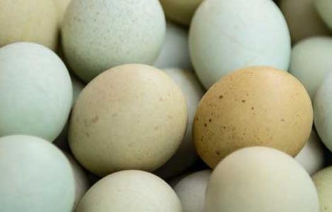 乌鸡蛋和普通鸡蛋的区别（乌鸡蛋和普通鸡蛋的区别营养）
