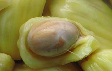 孕妇可以吃菠萝蜜吗 孕妇可以吃菠萝蜜吗对胎儿有影响吗