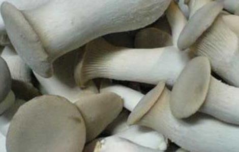 鸡腿菇的营养价值 鸡腿菇的营养价值桑堪和枇杷可以一起吗