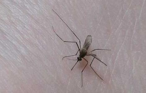 为什么蚊子喜欢咬你