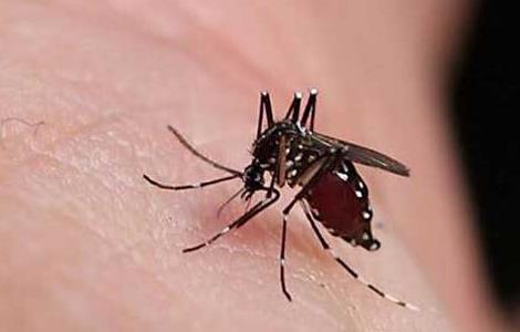 为什么蚊子喜欢咬你