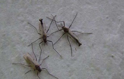 屋里有蚊子怎么办