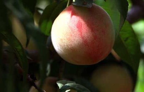 吃桃子会长胖吗