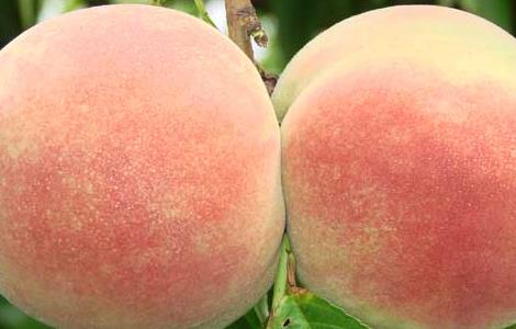产妇可以吃桃子吗