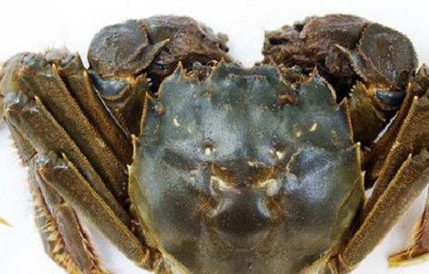 最深度解析河蟹脱壳全过程 河蟹脱皮的脱壳的过程