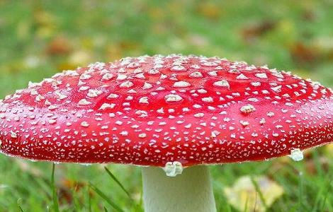 什么样的蘑菇是有毒的 什么样的蘑菇是有毒的呢