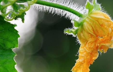 丝瓜花的功效和作用 丝瓜花的功效与作用,丝瓜花的副作用
