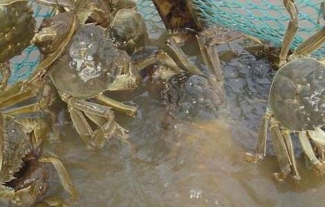 河蟹该怎么养殖 河蟹怎么养殖方法