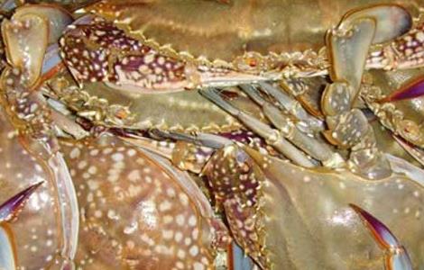 梭子蟹的养殖方法 梭子蟹怎么养殖