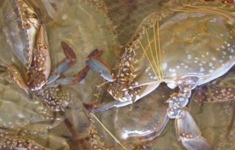 梭子蟹的高效混养方法 如何养殖梭子蟹?梭子蟹的高效养殖技术