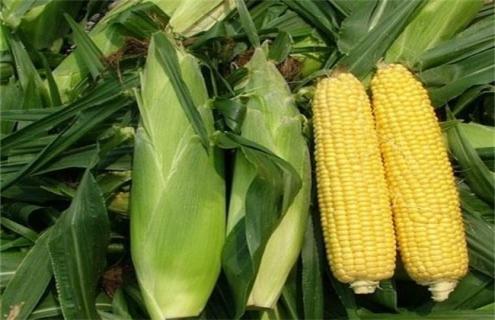玉米常见的种类及图片（玉米种类图片大全图片）