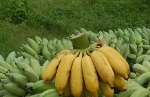 香蕉常见种类图片名称 香蕉分几种图片