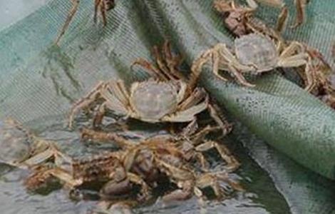 螃蟹的养殖风险（螃蟹养殖问题）