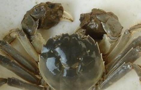 螃蟹养殖常犯的错误 螃蟹养殖问题