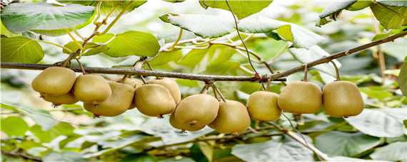 软枣猕猴桃的栽培与管理技术 软枣猕猴桃的栽培与管理技术需要两颗一起载