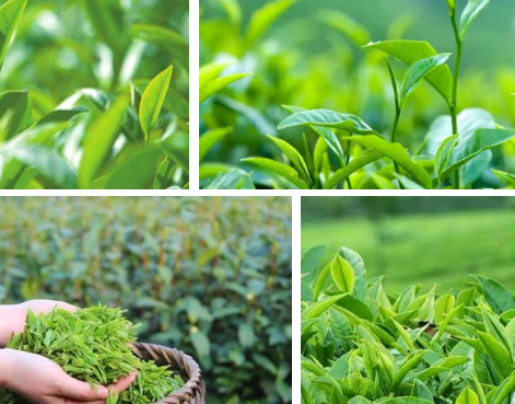 茶园春季生产技术指导意见，春茶好养吗，怎么养殖