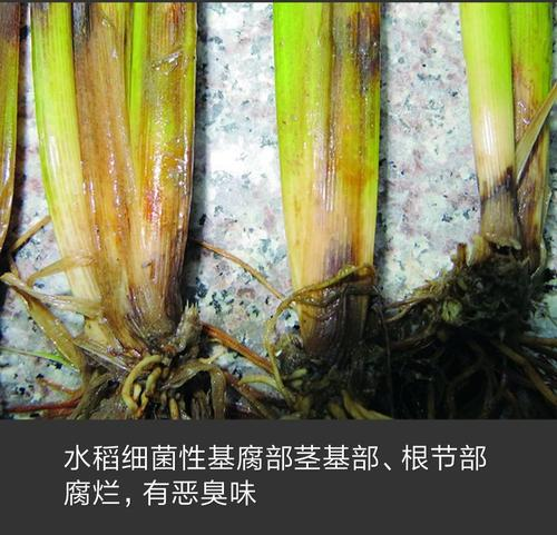 水稻细菌性病害如何识别，水稻病虫害防治方法