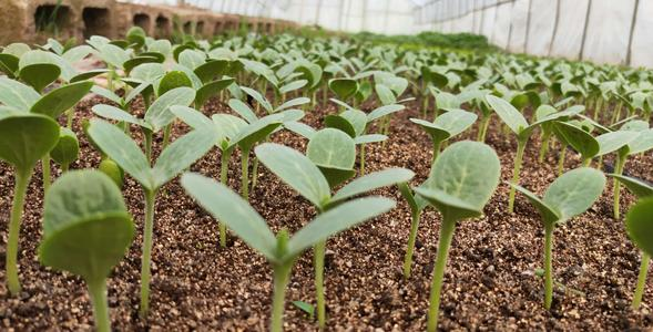 西瓜苗如何移栽定植，西瓜养殖方法 西瓜苗如何移栽定植,西瓜养殖方法图解