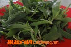 野菜扫帚菜怎么吃好（野菜扫帚菜怎么吃好）