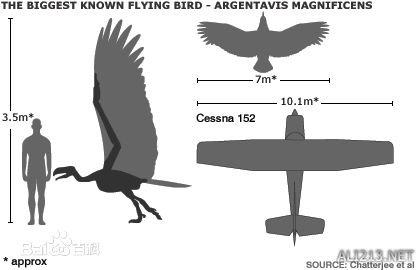 《方舟：生存进化》全物种原型对比图一览 阿根廷鹰