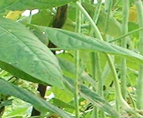 豇豆的虫害防治方法 豇豆的虫害防治技术