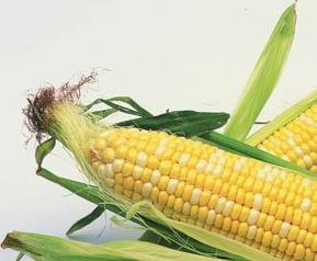玉米须的功效和作用有哪些 玉米须的功效与作用的功效与作用