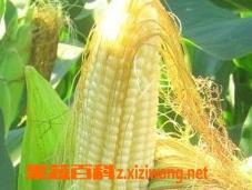 玉米须的功效与作用及食用方法 玉米须的功效与作用及食用方法