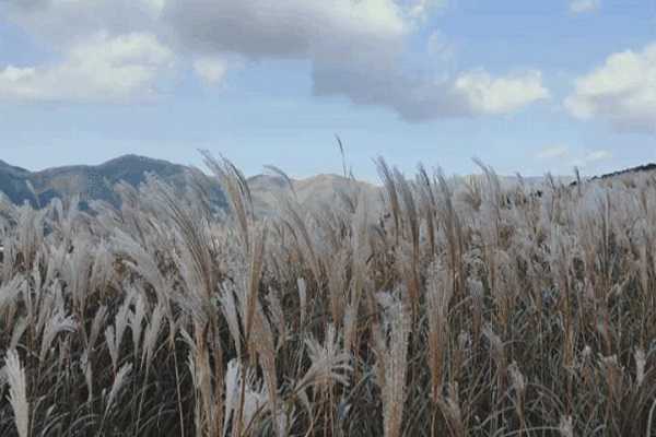 跟芦苇很像的植物叫什么名字