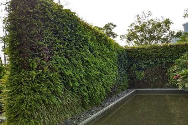 植物墙多少一平方，植物墙常用植物有哪些