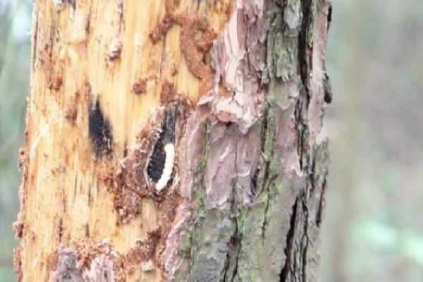 松材线虫病防治方法，什么是松材线虫病