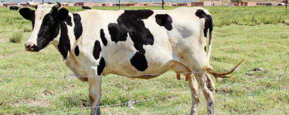 母牛配种几天可以打口蹄疫苗