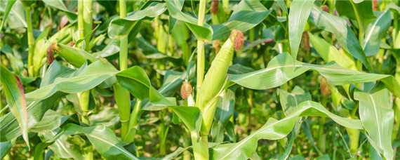 玉米最低气温多少度可以播种（玉米播种的最低温度）