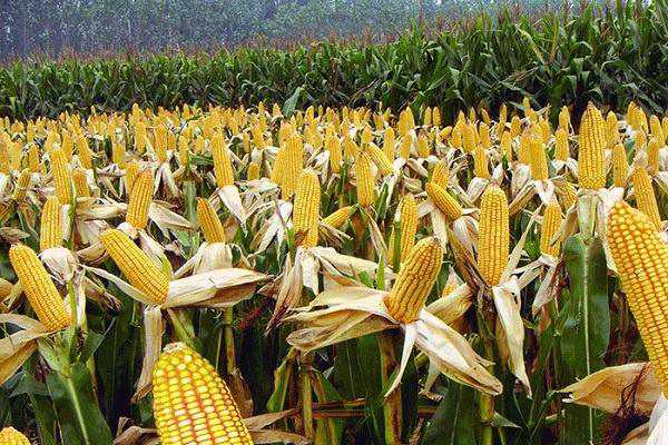 2020年收玉米什么时候 收割时间是几月份