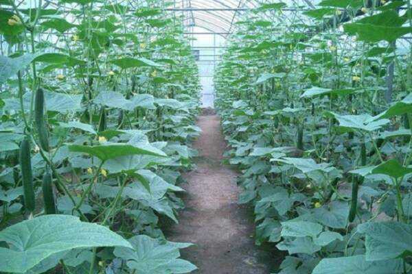 2020黄瓜大棚一亩的利润 种植前景好吗
