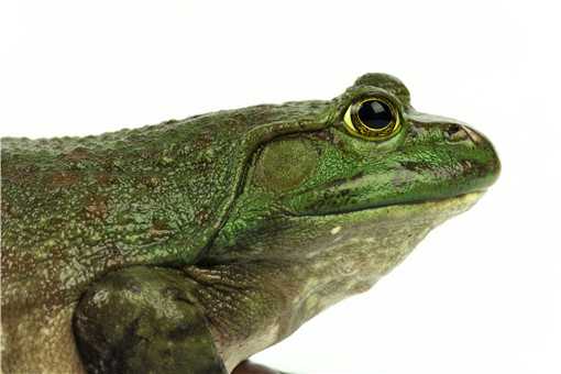 温州海关截获145只南美角蛙