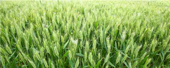 豫农908小麦品种介绍 小麦品种豫农949