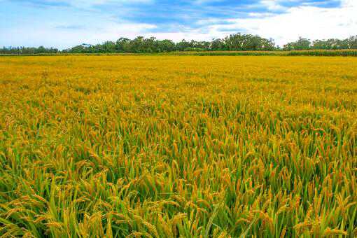 2021年水稻种植补贴每亩补贴多少钱