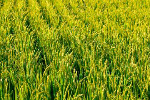 2021年水稻种植补贴最新政策