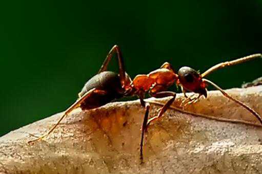 红火蚁咬了红肿痒用什么药比较好