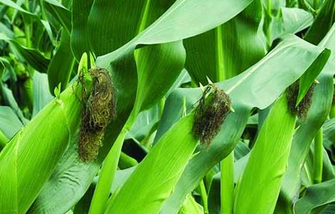 玉米的营养价值及功效与作用