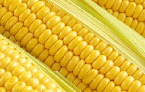 玉米的营养价值 玉米的营养价值和功效及禁忌