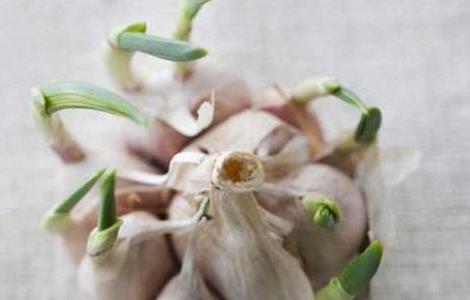 大蒜发芽能吃吗？