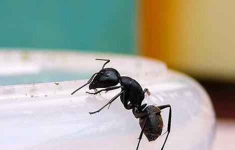家里有蚂蚁怎么办
