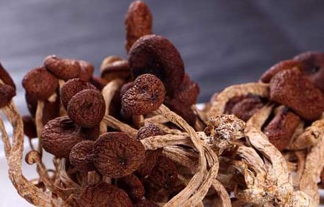 茶树菇的营养价值 茶树菇的营养价值是什么