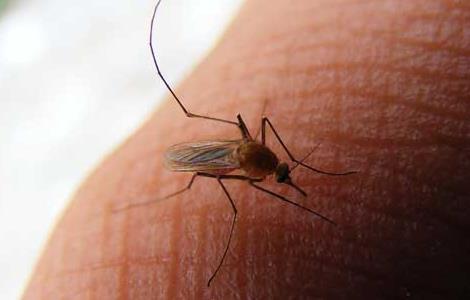 蚊子为什么要吸血（蚊子为什么要吸血才能生宝宝）