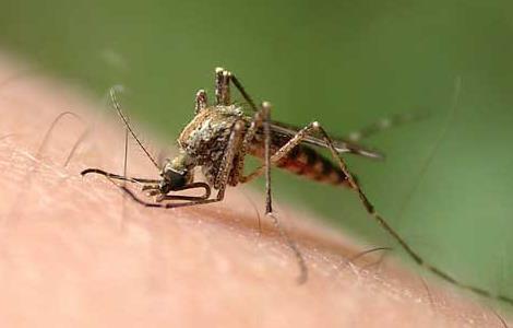 蚊子为什么要吸血和爱吸哪些人的血